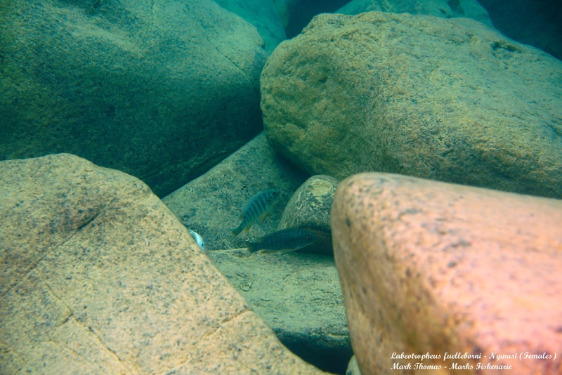 Labeotropheus fuelleborni 'Ngwasi'